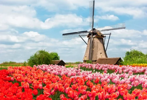 Traditional Dutch windmill surrounded by vibrant red and pink tulip fields under a partly cloudy sky in the Netherlands.        4o