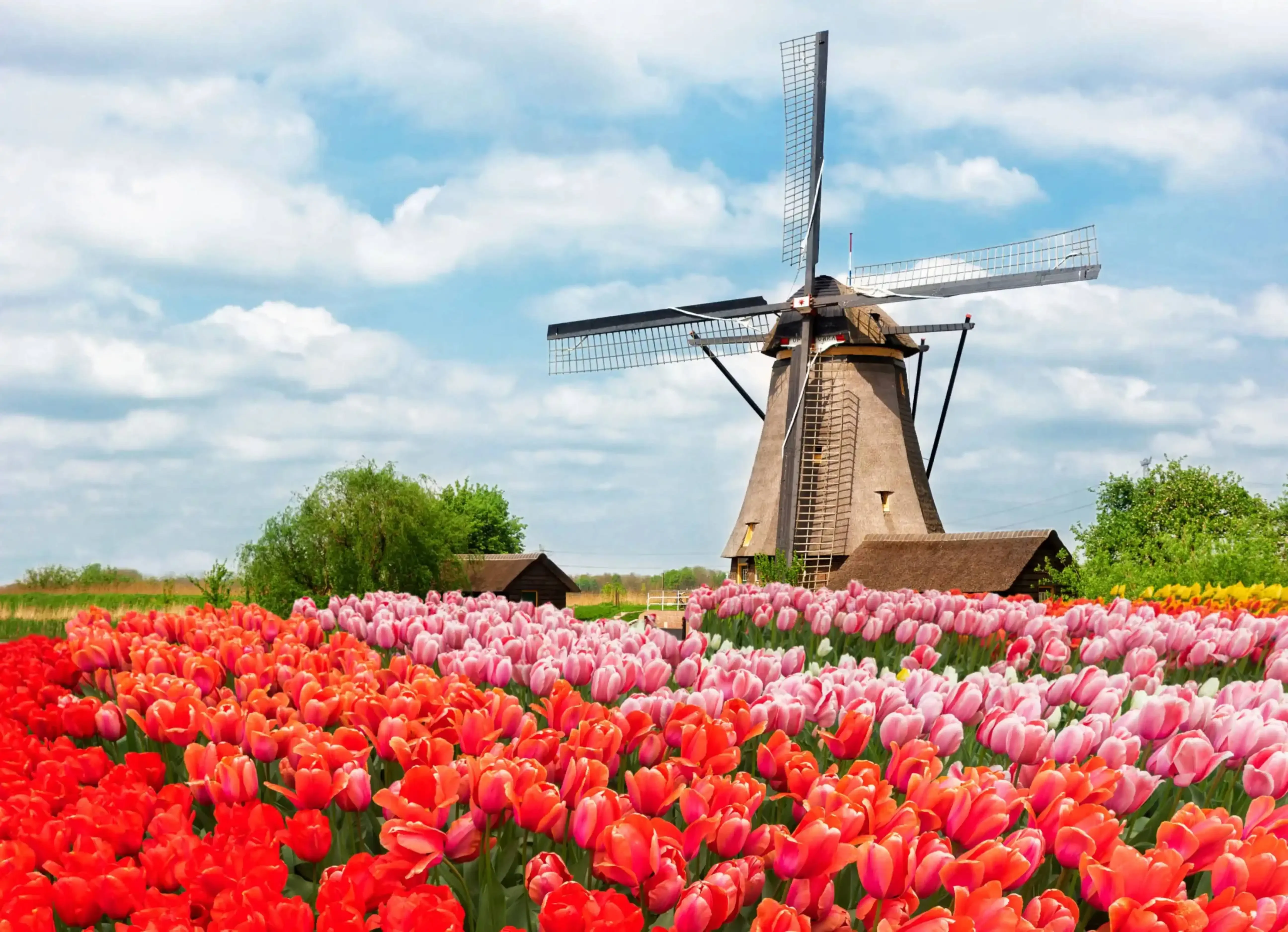 Traditional Dutch windmill surrounded by vibrant red and pink tulip fields under a partly cloudy sky in the Netherlands.        4o
