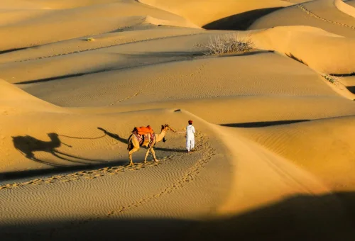 Man walking with a camel across golden sand dunes in the Thar Desert near Jaisalmer, Rajasthan, India
