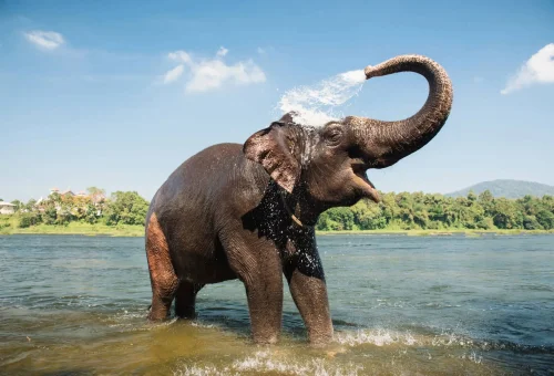 Elephant enjoying a splash in the river near lush greenery in Kerala, India