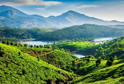 Scenic view of tea plantations and rolling hills in Munnar, Kerala with blue mountains in the background
