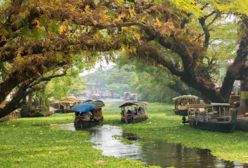 Traditional houseboats cruising through lush green backwaters under canopy trees in Alleppey, Kerala