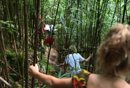 "Travelers hiking through a dense bamboo forest trail in Meghalaya, India"