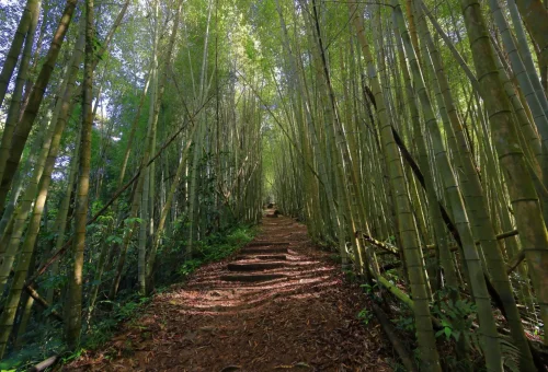 "Scenic bamboo forest trail with sunlight filtering through the canopy in Meghalaya, India"