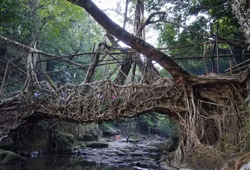 "Famous living root bridge made from intertwined tree roots over a forest stream in Meghalaya, India"
