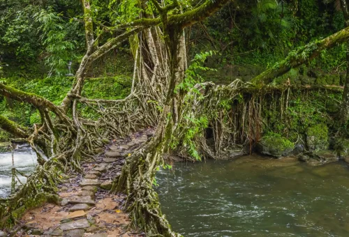"Close-up view of a rustic living root bridge made of tangled tree roots over a flowing river in Meghalaya, India"