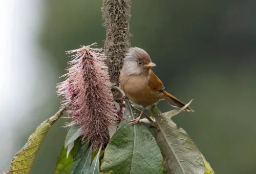 "Close-up of a small brown bird perched on a fuzzy pink flower against a soft green background"