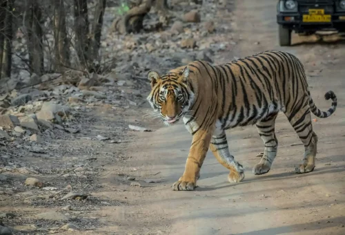 Ranthambore national park