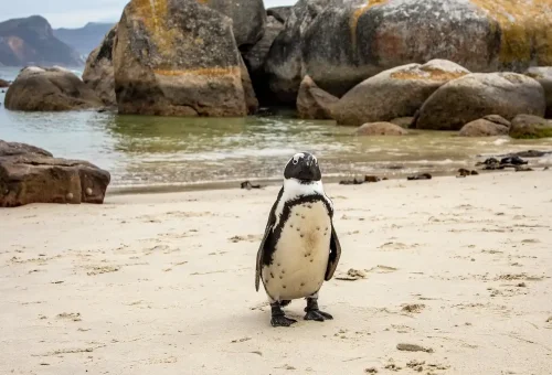 cape-town-5741110_1920