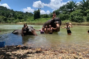 Swimming with elephants in Khao Sok ethical elephant experience