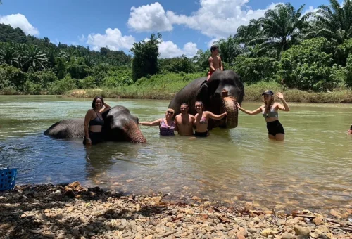 Swimming with elephants in Khao Sok ethical elephant experience