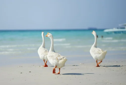 Koh Larn Coral Island Day Trip Phuket Travel Store 03