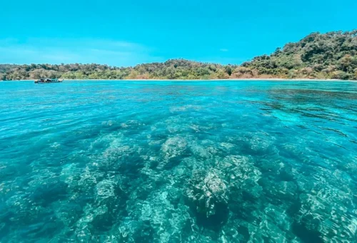Koh Rok and Koh Haa private speedboat tour from Phuket
