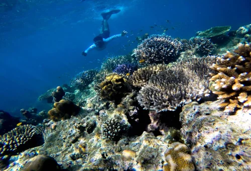 Snorkeling at Surin Islands on private speedboat tour