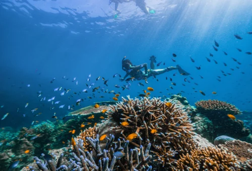 Colorful coral garden and tropical fish at Surin Islands