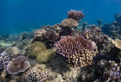 Surin Islands coral reef on private VIP speedboat tour