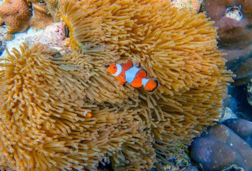 Clownfish and coral at Surin Islands Thailand