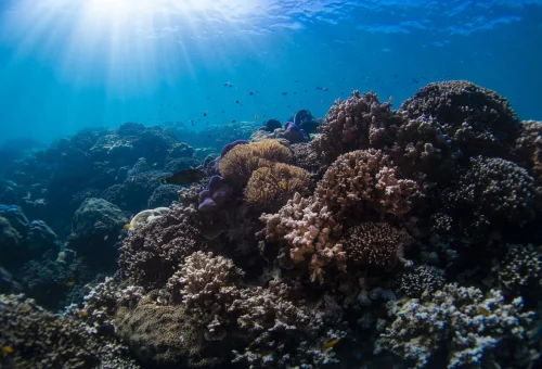 Colorful coral reef snorkeling at Surin Islands Thailand
