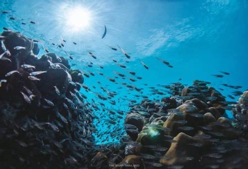 Tropical fish and coral reef at Similan Islands