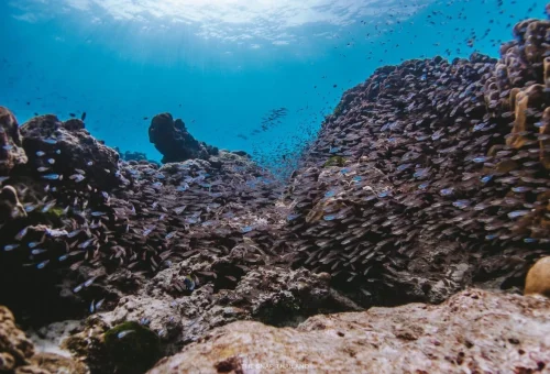 Underwater snorkeling with tropical fish at Similan Islands