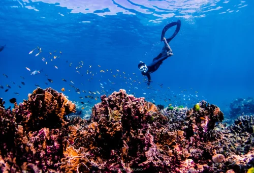 Snorkeler exploring colorful coral reef at Similan Islands