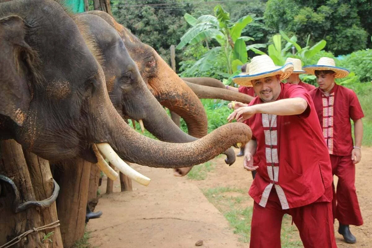 Guests interacting with rescued elephants during a caring experience in Chiang Mai