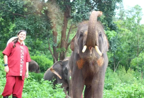 Visitor meeting a rescued elephant at Chiang Mai Elephant Rescue Park Half-Day Caring Experience