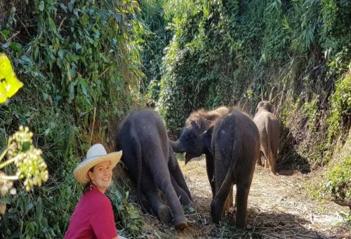 elephant-herd-chiang-mai-rescue-park-thailand