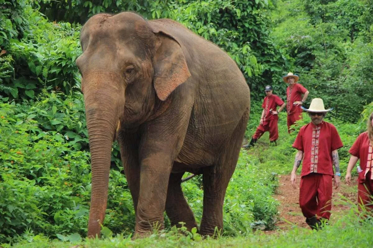 Guest observing elephants in their natural environment during a Chiang Mai elephant experience