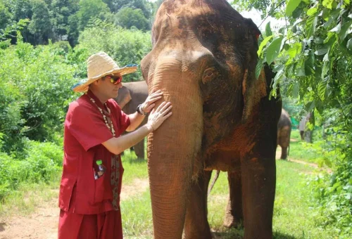 Visitors interacting with rescued elephants during a half-day caring experience in Chiang Mai