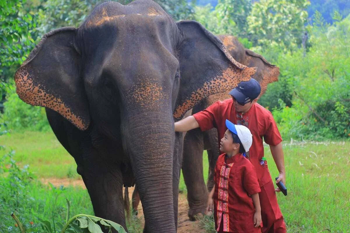 Chiang Mai Elephant Rescue Park Caring Experience