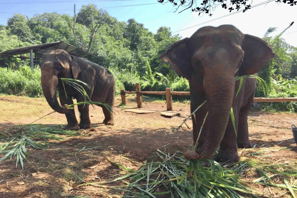 Elephants feeding at Chiang Mai Elephant Rescue Park during a full-day ethical elephant experience