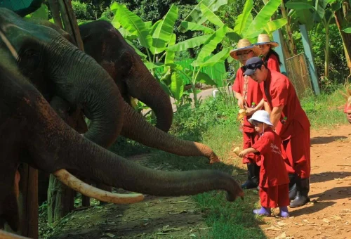 Chiang Mai Elephant Rescue Park Family Elephant Feeding