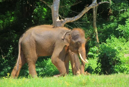 rescued-elephant-natural-sanctuary-chiang-mai-thailand