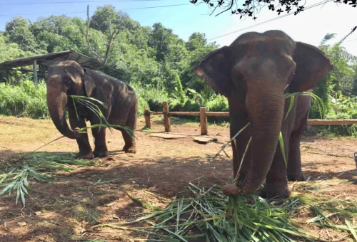 Chiang Mai Elephant Rescue Park Full Day Elephants Feeding