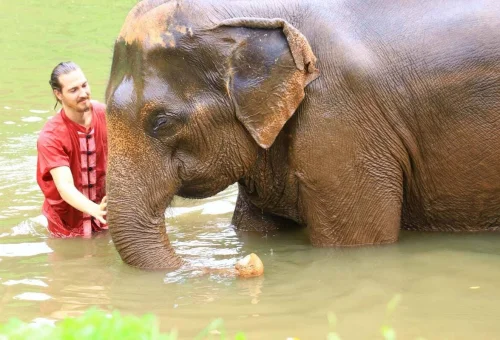 Chiang Mai Elephant Rescue Park Elephant Bathing