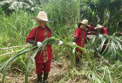 Visitors preparing fresh elephant food at Chiang Mai Elephant Rescue Park in Thailand