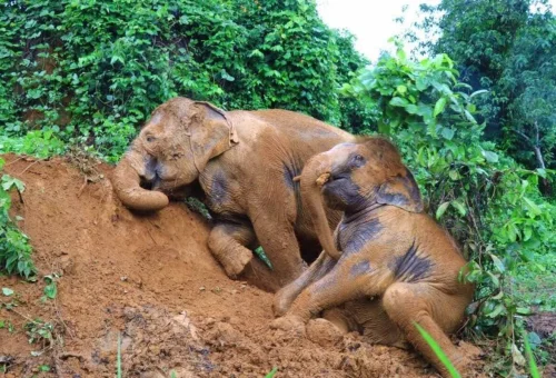 Rescued elephants resting together in a natural sanctuary environment in Chiang Mai Thailand