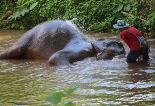 Elephant enjoying water time during the Chiang Mai Elephant Rescue Park Amazing Full-Day Experience
