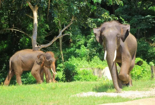 Elephants walking freely in natural surroundings at Chiang Mai Elephant Rescue Park in Northern Thailand
