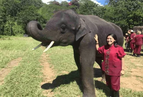 chiang-mai-elephant-rescue-park-elephant-experience