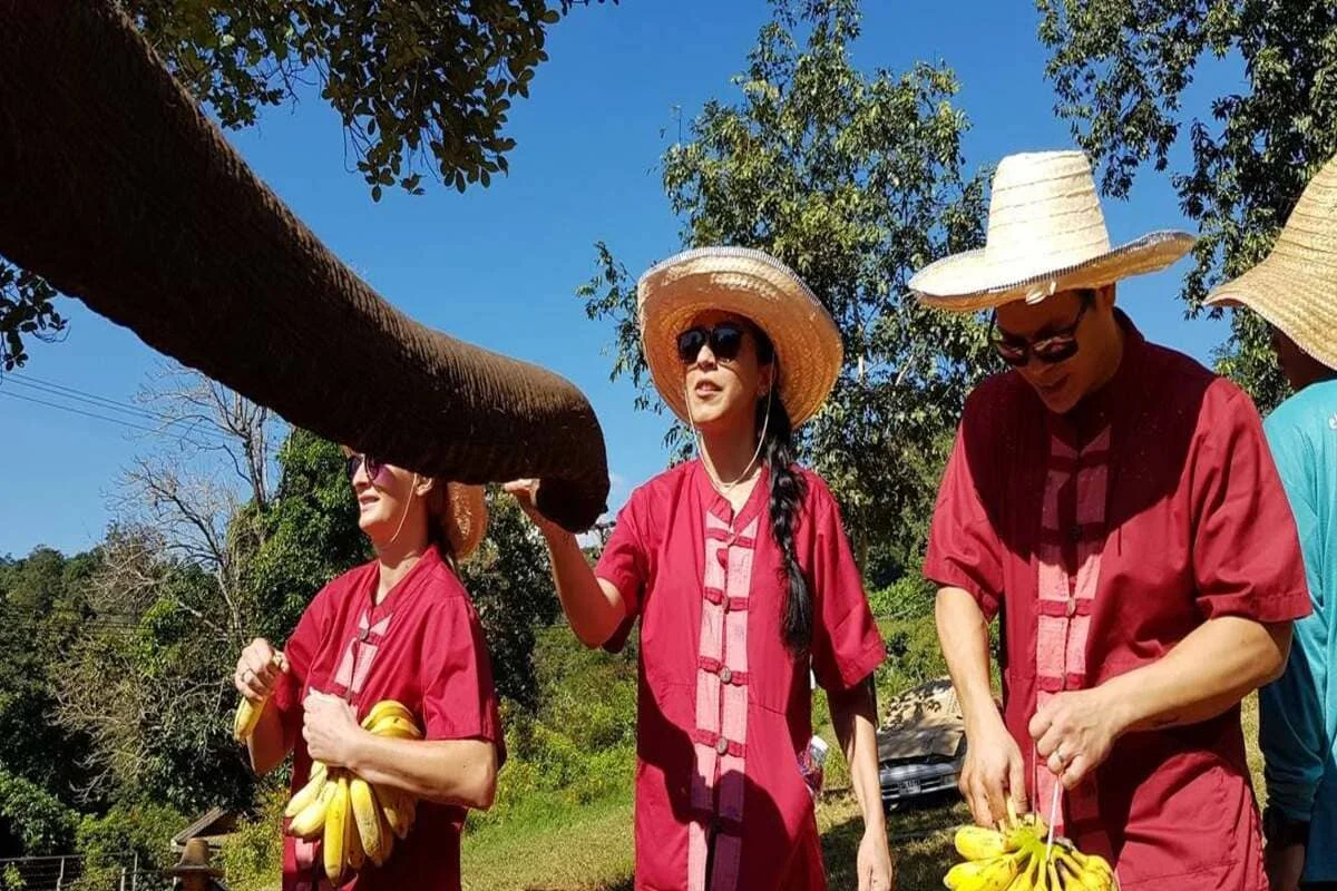 Private Chiang Mai elephant full-day experience with guests feeding rescued elephants fresh bananas