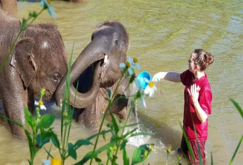 Guest enjoying a private elephant swimming experience with rescued elephants in Chiang Mai