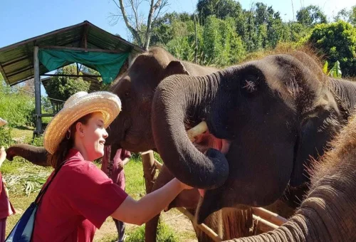 private-chiang-mai-elephant-close-encounter