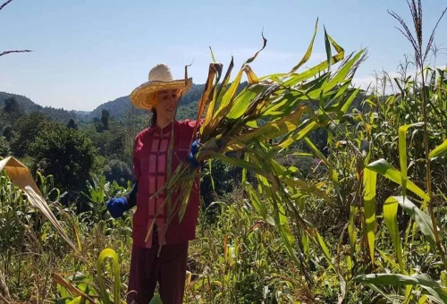 Guest collecting natural food for rescued elephants during a private Chiang Mai full-day experience