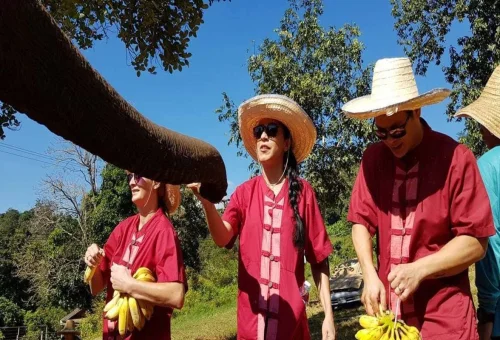 Private Chiang Mai Elephant Experience Feeding Bananas
