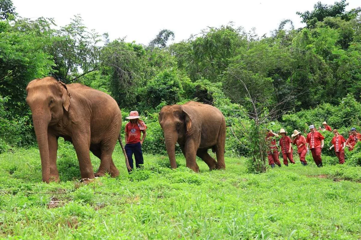Guests walking alongside elephants during a private full-day Chiang Mai experience