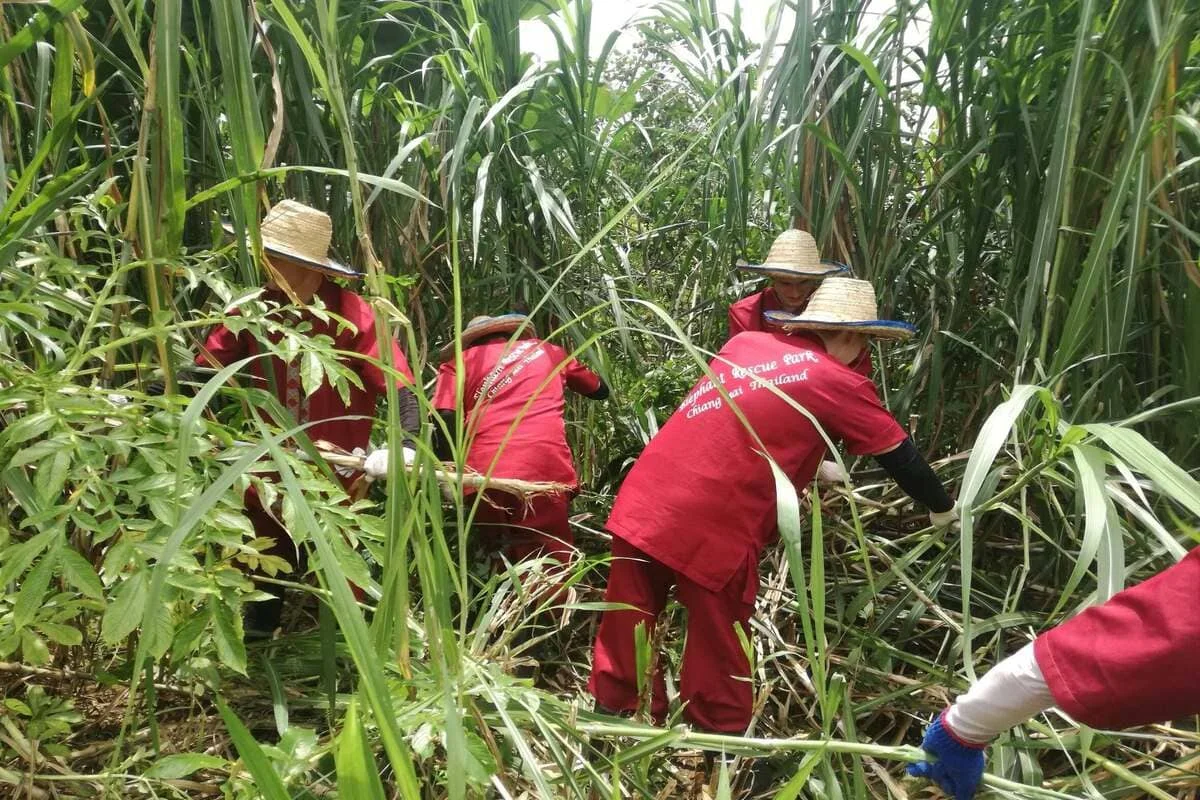 Guests collecting natural plants and food for elephants in Chiang Mai
