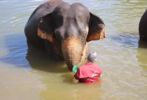 Guest enjoying a close elephant water experience during a private Chiang Mai tour