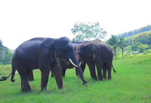 chiang-mai-private-elephant-sanctuary-experience